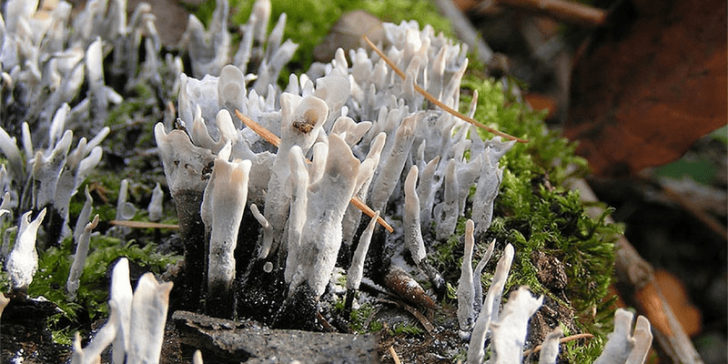 Qu’est-ce qu’un champignon filamenteux ?